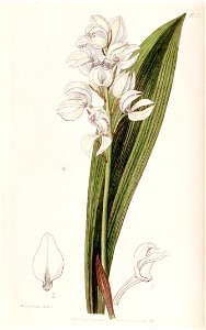 Govenia liliacea - Edwards vol 24 (NS 1) pl 13 (1838)