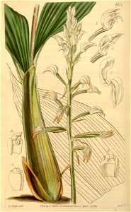 Govenia utriculata - Curtis' 71 (Ser. 3 no. 1) pl. 4151 (1845)
