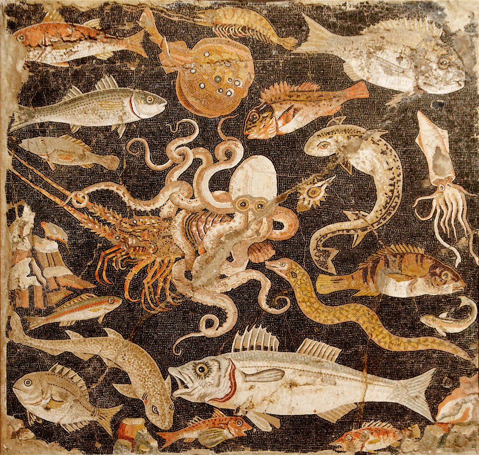 Fish Catalogue MAN Napoli Inv120177 n01
