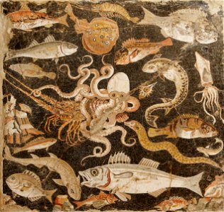 Fish Catalogue MAN Napoli Inv120177 n01
