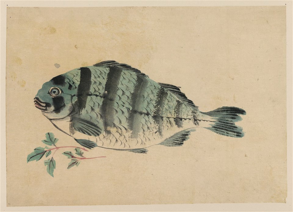 Fish LCCN2009630313