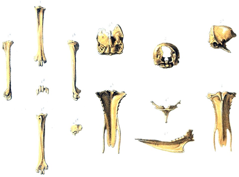 First Erythromachus bones