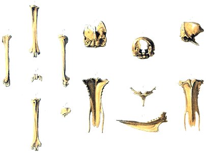 First Erythromachus bones