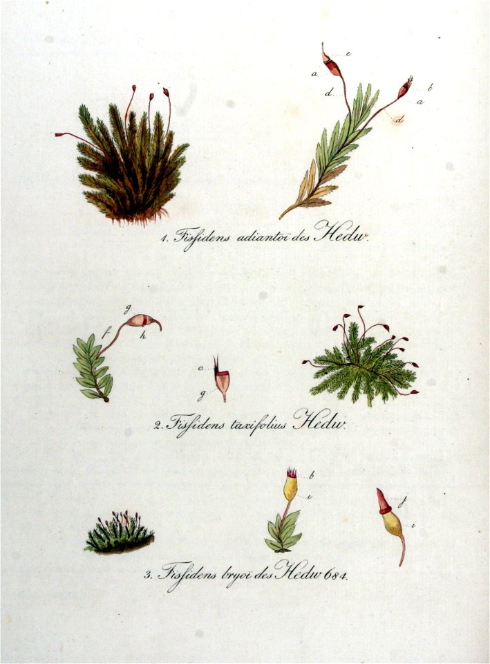 Fissidens spp. — Flora Batava — Volume v9