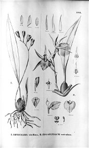 Fl Br 3-5-108 - Bifrenaria vitellina and Zygopetalum rostratum