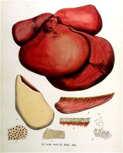 Fistulina hepatica — Flora Batava — Volume v16