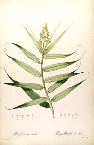 Flagellaria indica-trimmed