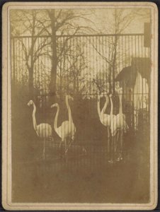 Flamingo's in Artis, Plantage Kerklaan 40, Afb ANWZ00420000001