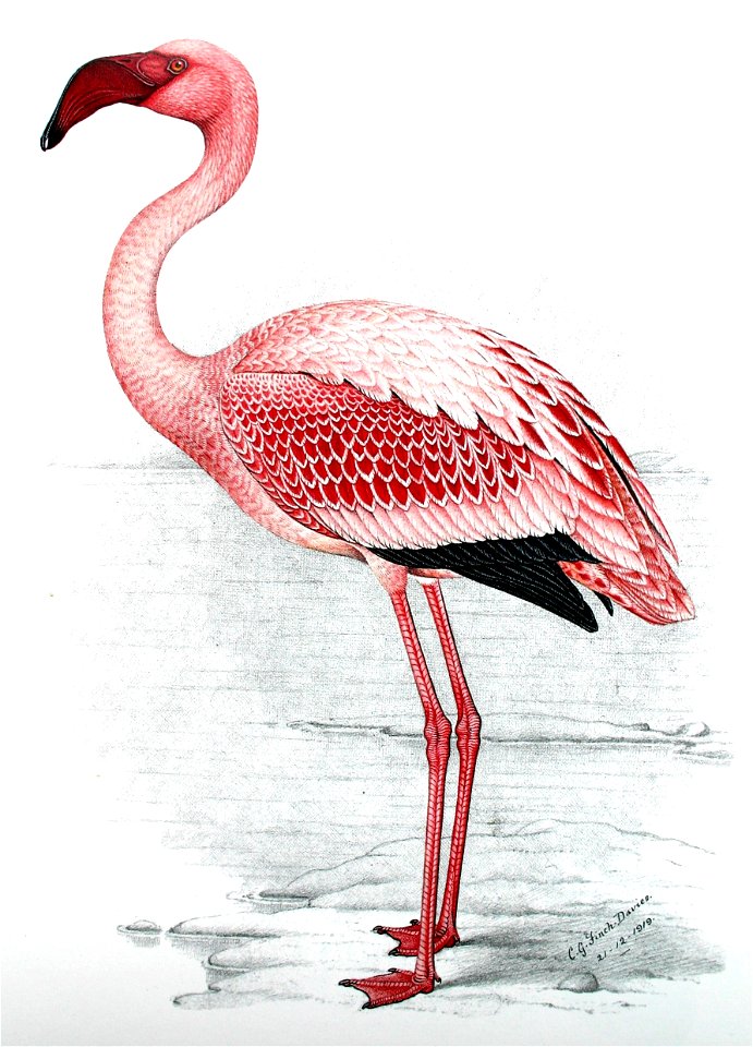 Flamingo00