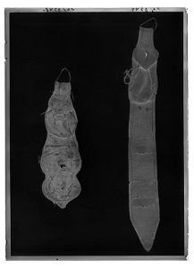 Flaskläder - Livrustkammaren - 77534-negative