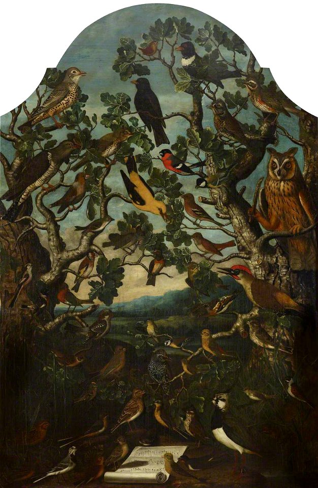 Flemish School - 'Birds of Britain', A Concert of Song Birds in Two Trees, Watched by an Owl - 515615 - National Trust