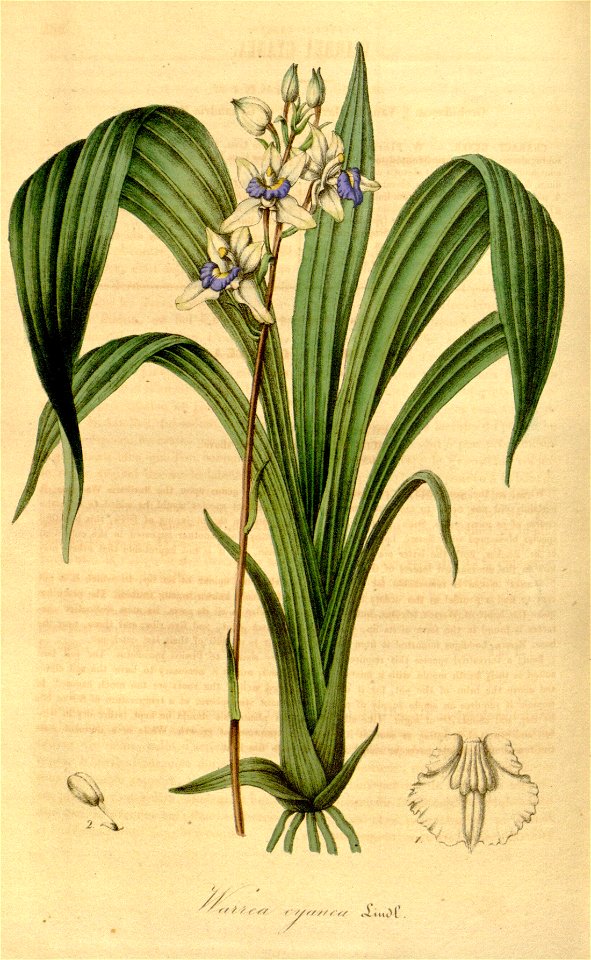 Flore des serres et des jardins de l'Europe - vol. 01 - page 281