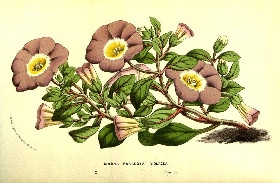 Flore des Serres v13 007a