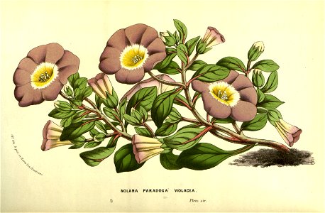 Flore des Serres v13 007a