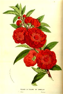 Flore des Serres v13 017a
