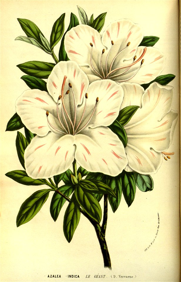 Flore des Serres v13 025a