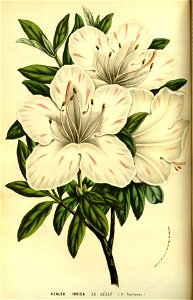 Flore des Serres v13 025a