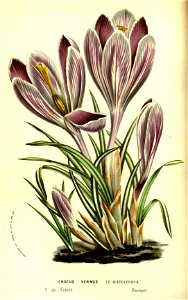 Flore des Serres v13 035a