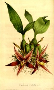 Flore des Serres v04 335a