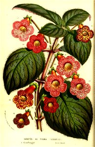 Flore des Serres v13 003a