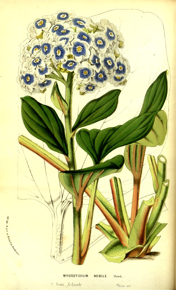 Flore des serres v13 053a