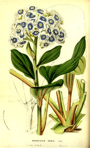 Flore des serres v13 053a