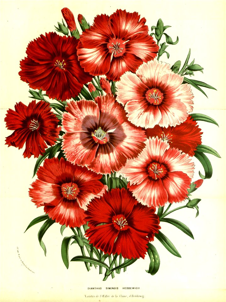 Flore des Serres v13 011a