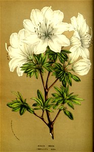 Flore des serres v13 069a