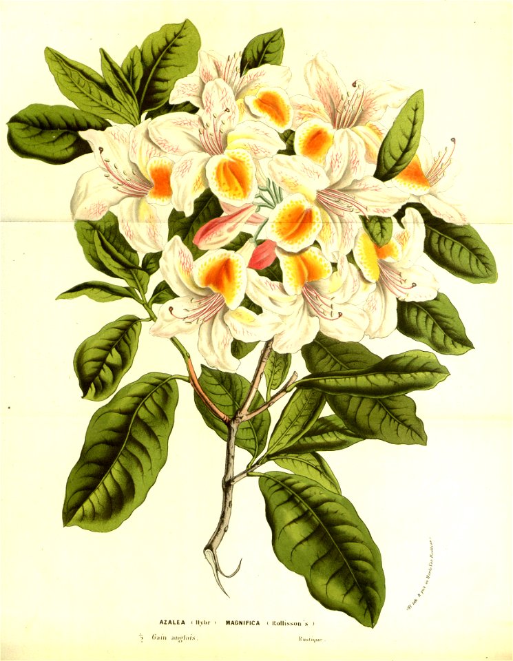 Flore des Serres v13 031a