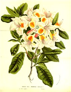 Flore des Serres v13 031a