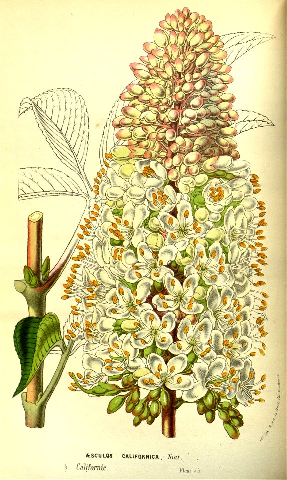 Flore des serres v13 039a