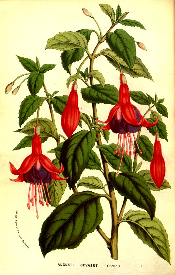 Flore des serres v13 085a