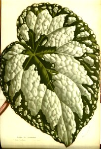 Flore des serres v13 049a