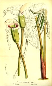 Flore des serres v13 057a