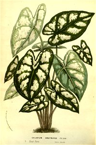 Flore des serres v13 101a
