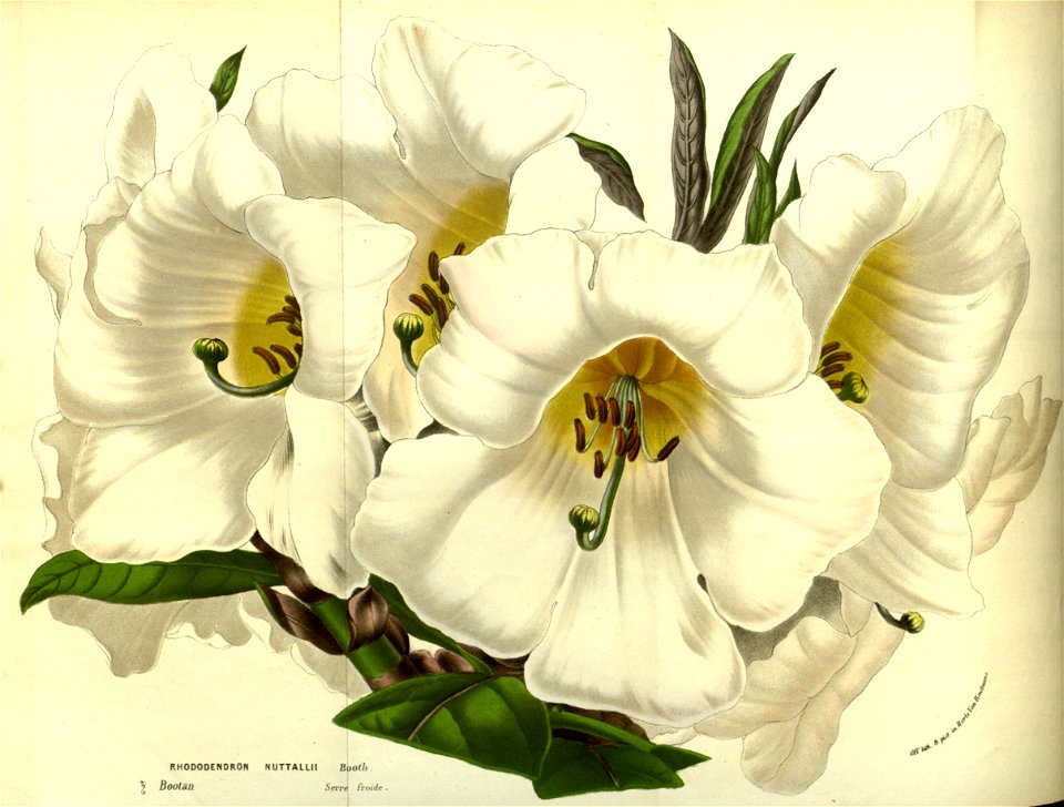 Flore des serres v13 065a