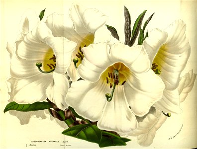 Flore des serres v13 065a