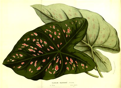 Flore des serres v13 113a