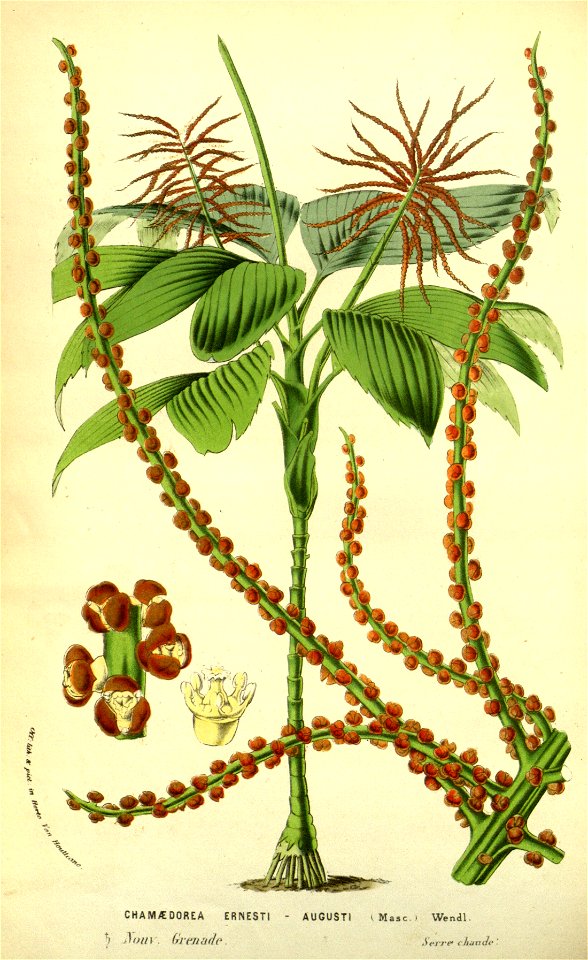 Flore des serres v13 123a