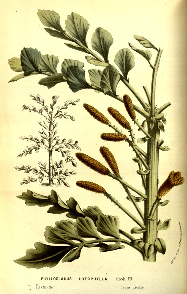 Flore des serres v13 073a