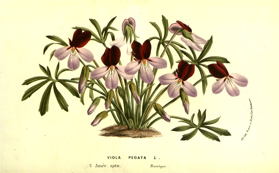 Flore des serres v13 131a