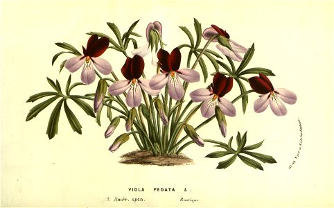 Flore des serres v13 131a