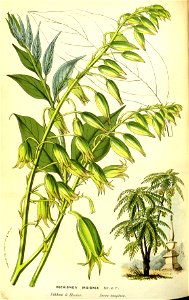 Flore des serres v13 081a