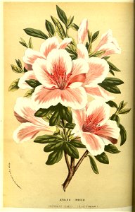 Flore des serres v13 139a