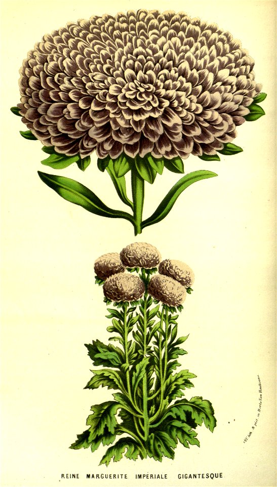 Flore des serres v13 089a