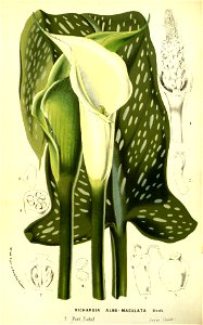 Flore des serres v13 097a