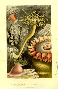 Flore des serres v13 147a