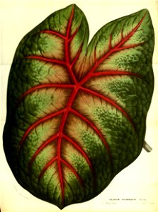 Flore des serres v13 105a