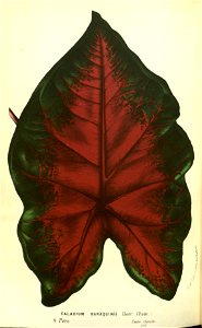 Flore des serres v13 163a