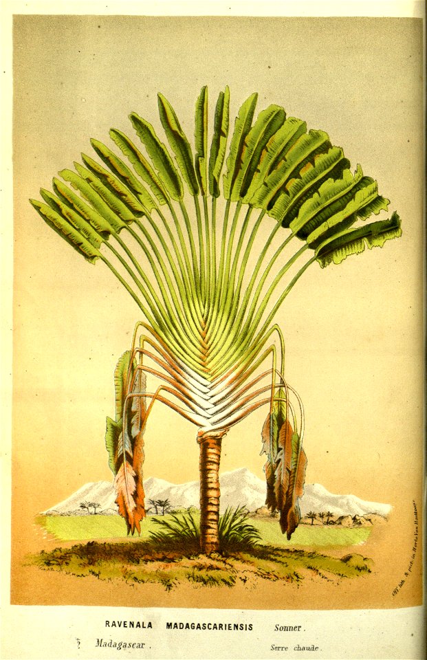 Flore des serres v13 117a